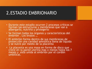 2.ESTADIO EMBRIONARIO
• Durante este estadio ocurren 2 procesos críticos se
forman las estructuras y membranas que van a
albergarlo, nutrirlo y protegerlo
• Se forman todos los órganos y características del
embrión . Los brazos …
• El embrión forma dentro de sus membranas de
protección una cavidad amniótica llena de líquido
y se nutre por medio de la placenta
• La placenta es una masa en forma de disco que
crece en la pared uterina mas o menos hasta los 7
meses y está unida al embrión por el cordón
umbilical.
 