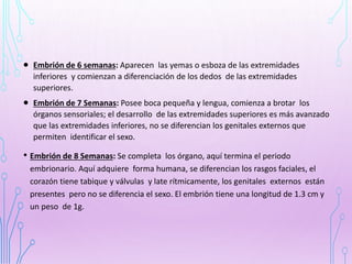  Embrión de 6 semanas: Aparecen las yemas o esboza de las extremidades
inferiores y comienzan a diferenciación de los dedos de las extremidades
superiores.
 Embrión de 7 Semanas: Posee boca pequeña y lengua, comienza a brotar los
órganos sensoriales; el desarrollo de las extremidades superiores es más avanzado
que las extremidades inferiores, no se diferencian los genitales externos que
permiten identificar el sexo.
• Embrión de 8 Semanas: Se completa los órgano, aquí termina el periodo
embrionario. Aquí adquiere forma humana, se diferencian los rasgos faciales, el
corazón tiene tabique y válvulas y late rítmicamente, los genitales externos están
presentes pero no se diferencia el sexo. El embrión tiene una longitud de 1.3 cm y
un peso de 1g.
 
