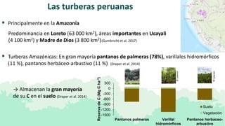 Las turberas peruanas
 Principalmente en la Amazonía
Predominancia en Loreto (63 000 km2), áreas importantes en Ucayali
(...