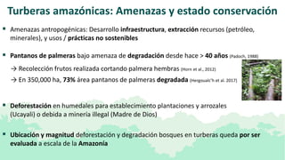 Las turberas de la Amazonía peruana en REDD+:  Una perspectiva sobre el suelo
