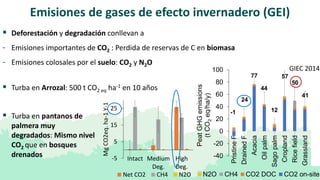 Las turberas de la Amazonía peruana en REDD+:  Una perspectiva sobre el suelo