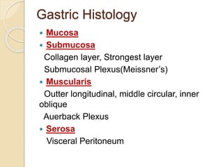 Gastric Histology
 Mucosa
 Submucosa
Collagen layer, Strongest layer
Submucosal Plexus(Meissner’s)
 Muscularis
Outter longitudinal, middle circular, inner
oblique
Auerback Plexus
 Serosa
Visceral Peritoneum
 