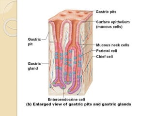 (b) Enlarged view of gastric pits and gastric glands
Mucous neck cells
Parietal cell
Surface epithelium
(mucous cells)
Gastric pits
Chief cell
Enteroendocrine cell
Gastric
pit
Gastric
gland
 