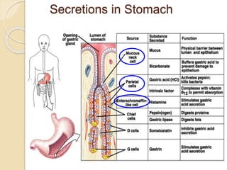 Secretions in Stomach
 