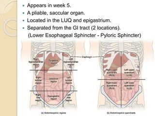  Appears in week 5.
 A pliable, saccular organ.
 Located in the LUQ and epigastrium.
 Separated from the GI tract (2 locations).
(Lower Esophageal Sphincter - Pyloric Sphincter)
 