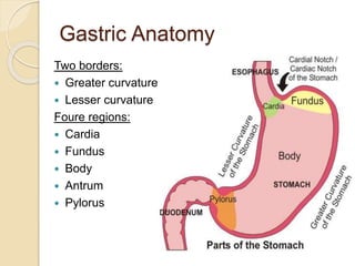 Gastric Anatomy
Two borders:
 Greater curvature
 Lesser curvature
Foure regions:
 Cardia
 Fundus
 Body
 Antrum
 Pylorus
 