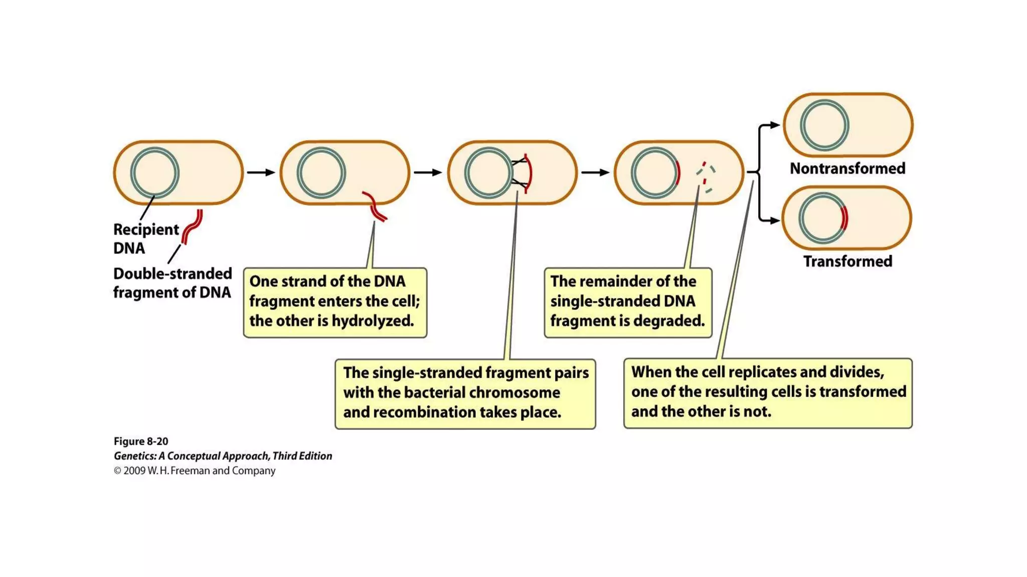 Gene transfer mechanisms in bacteria | PPT
