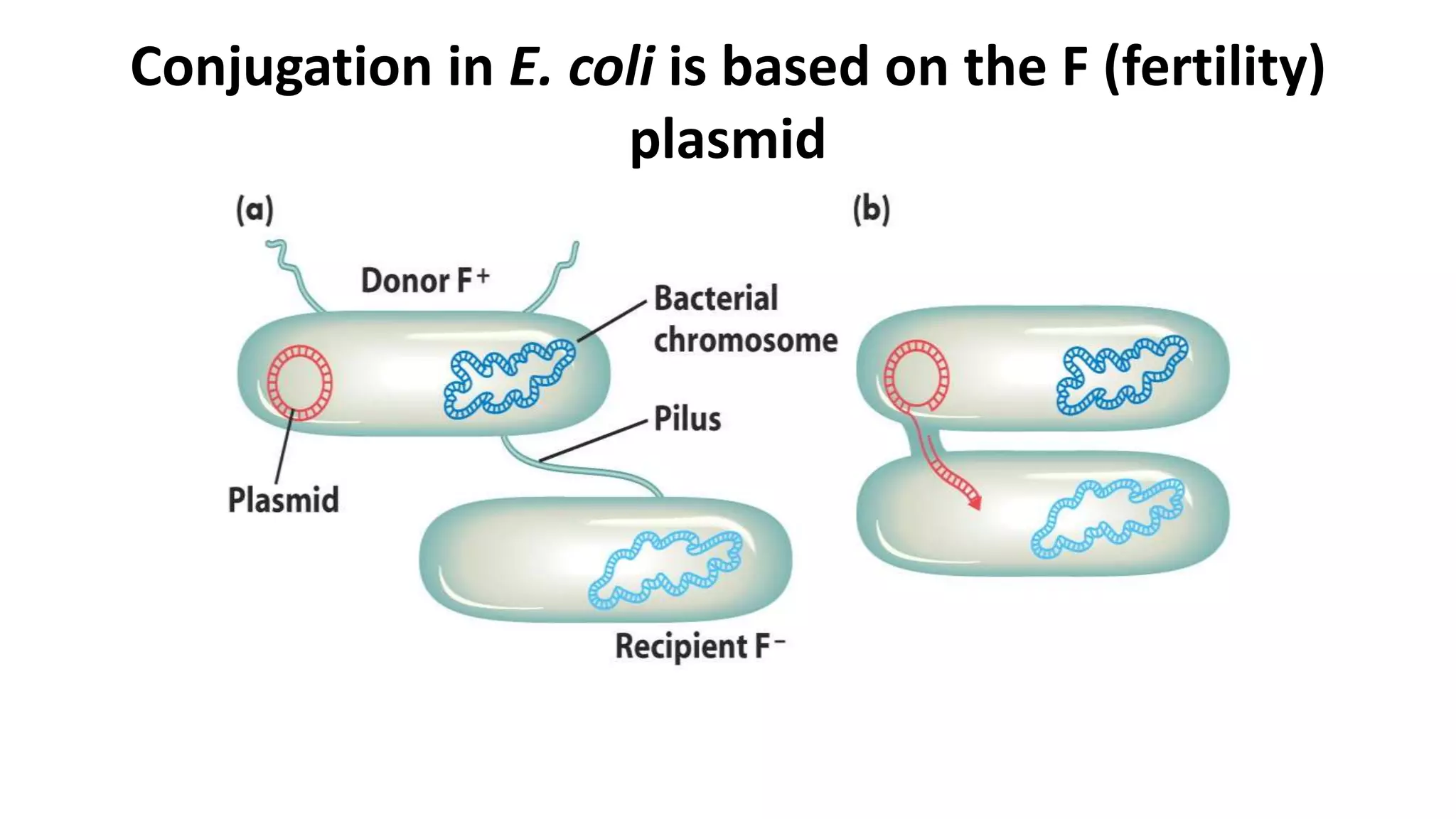 Gene transfer mechanisms in bacteria | PPT