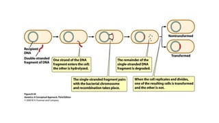 Gene transfer mechanisms in bacteria | PPT