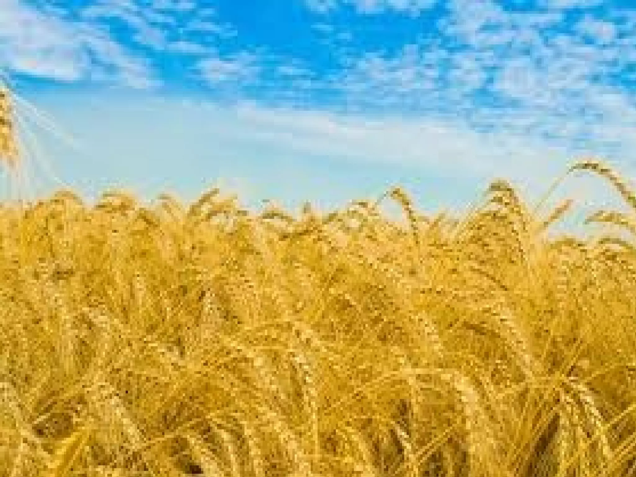 Круговидами-ланами,
Щоб у кожну йшли родину.
І, мабуть, у кожній родині є книга,
яку поет писав усе життя.
 