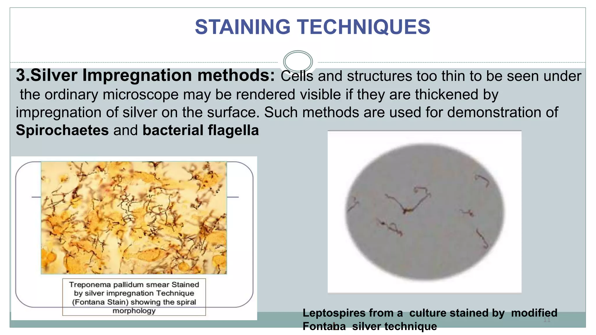 INTRODUCTION TO MICRO LAB, STAINING TECHNIQUES & MORPHOLOGY OF BACTERIA