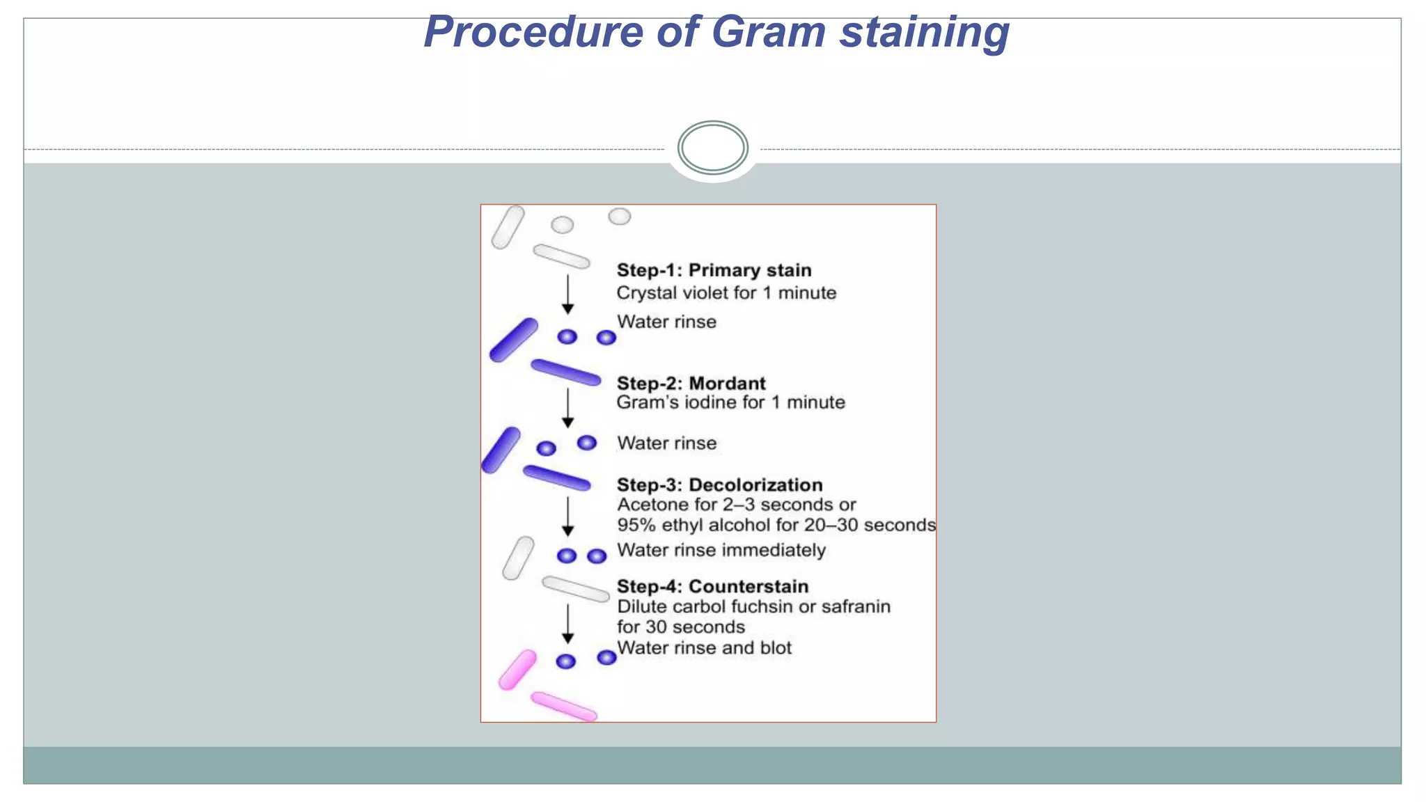 INTRODUCTION TO MICRO LAB, STAINING TECHNIQUES & MORPHOLOGY OF BACTERIA