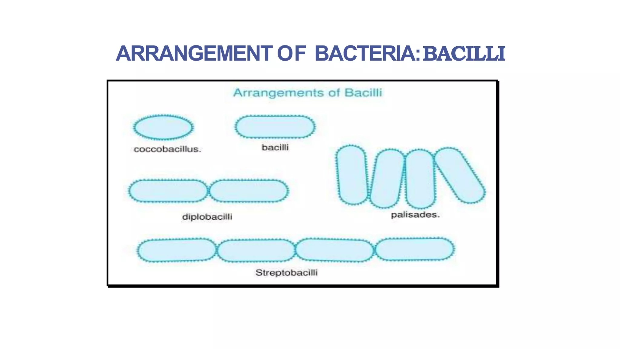 INTRODUCTION TO MICRO LAB, STAINING TECHNIQUES & MORPHOLOGY OF BACTERIA