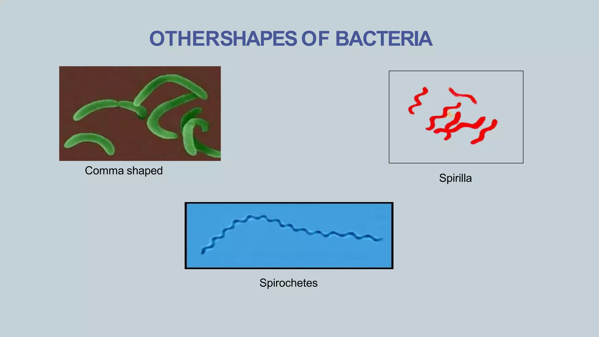 INTRODUCTION TO MICRO LAB, STAINING TECHNIQUES & MORPHOLOGY OF BACTERIA
