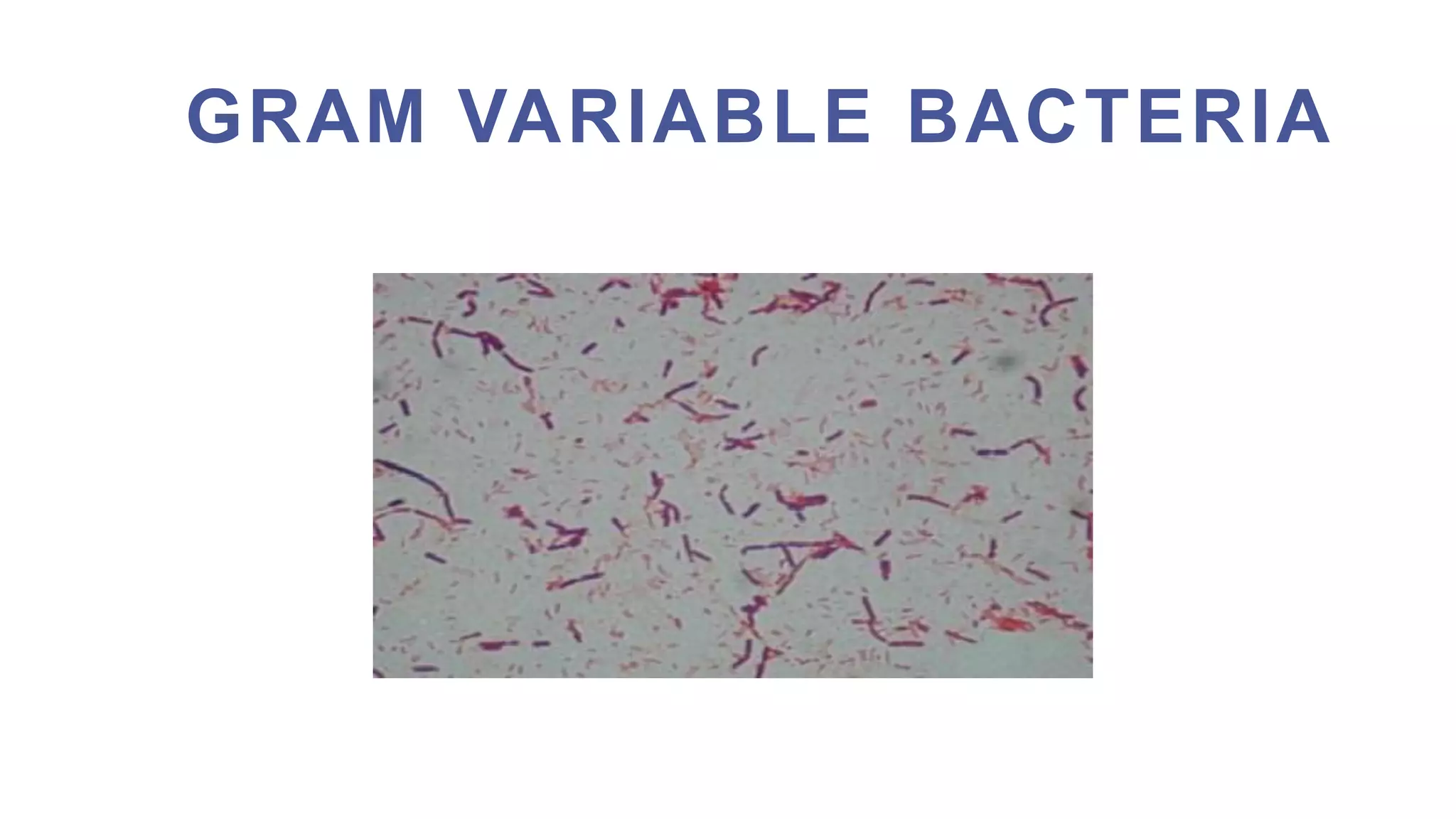 INTRODUCTION TO MICRO LAB, STAINING TECHNIQUES & MORPHOLOGY OF BACTERIA