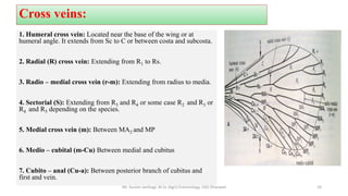 Cross veins:
1. Humeral cross vein: Located near the base of the wing or at
humeral angle. It extends from Sc to C or between costa and subcosta.
2. Radial (R) cross vein: Extending from R1 to Rs.
3. Radio – medial cross vein (r-m): Extending from radius to media.
4. Sectorial (S): Extending from R3 and R4 or some case R2 and R3 or
R4 and R5 depending on the species.
5. Medial cross vein (m): Between MA2 and MP
6. Medio – cubital (m-Cu) Between medial and cubitus
7. Cubito – anal (Cu-a): Between posterior branch of cubitus and
first and vein.
Mr. Suresh Jambagi, M.Sc (Agri) Entomology, UAS Dharwad 10
 