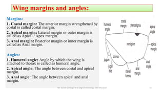 Wing margins and angles:
Margins:
1. Costal margin: The anterior margin strengthened by
costal is called costal margin.
2. Apical margin: Lateral margin or outer margin is
called as Apical / Apex margin.
3. Anal margin: Posterior margin or inner margin is
called as Anal margin.
Angles:
1. Humeral angle: Angle by which the wing is
attached to thorax is called as humeral angle.
2. Apical angle: The angle between costal and apical
margin.
3. Anal angle: The angle between apical and anal
margin.
Mr. Suresh Jambagi, M.Sc (Agri) Entomology, UAS Dharwad 12
 