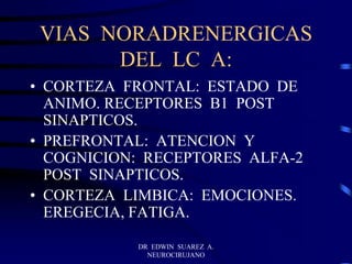 DR EDWIN SUAREZ A.
NEUROCIRUJANO
VIAS NORADRENERGICAS
DEL LC A:
• CORTEZA FRONTAL: ESTADO DE
ANIMO. RECEPTORES B1 POST
SINAPTICOS.
• PREFRONTAL: ATENCION Y
COGNICION: RECEPTORES ALFA-2
POST SINAPTICOS.
• CORTEZA LIMBICA: EMOCIONES.
EREGECIA, FATIGA.
 