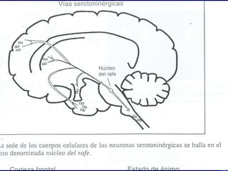 DR EDWIN SUAREZ A.
NEUROCIRUJANO
 