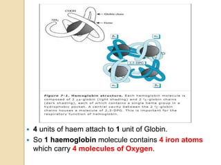  4 units of haem attach to 1 unit of Globin.
 So 1 haemoglobin molecule contains 4 iron atoms
which carry 4 molecules of Oxygen.
 