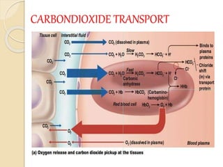 CARBONDIOXIDE TRANSPORT
 