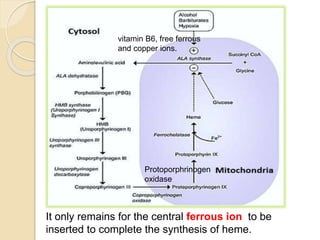 vitamin B6, free ferrous
and copper ions.
Protoporphrinogen
oxidase
It only remains for the central ferrous ion to be
inserted to complete the synthesis of heme.
 