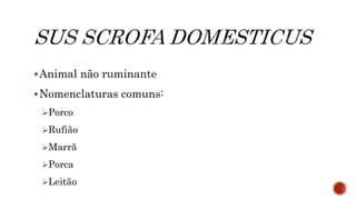 Animal não ruminante
Nomenclaturas comuns:
Porco
Rufião
Marrã
Porca
Leitão
 