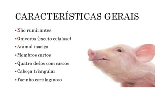 Não ruminantes
Onívoros (exceto celulose)
Animal maciço
Membros curtos
Quatro dedos com cascos
Cabeça triangular
Focinho cartilaginoso
 