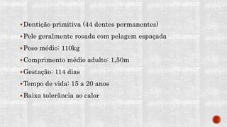 Dentição primitiva (44 dentes permanentes)
Pele geralmente rosada com pelagem espaçada
Peso médio: 110kg
Comprimento médio adulto: 1,50m
Gestação: 114 dias
Tempo de vida: 15 a 20 anos
Baixa tolerância ao calor
 