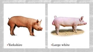 Large white
Yorkshire
 