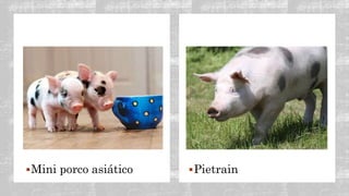 Mini porco asiático Pietrain
 