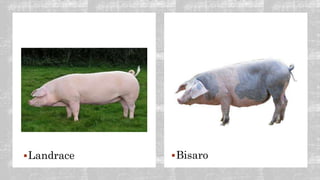 Landrace Bisaro
 