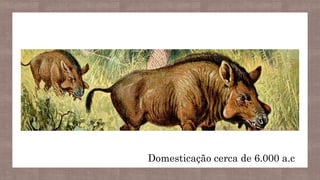 dDomesticação cerca de 6.000 a.c
 