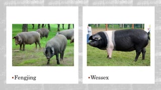 Wessex
Fengjing
 