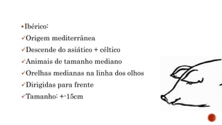 Ibérico:
Origem mediterrânea
Descende do asiático + céltico
Animais de tamanho mediano
Orelhas medianas na linha dos olhos
Dirigidas para frente
Tamanho: +-15cm
 