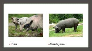 Piau Alantejano
 