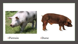 Pietrain Duroc
 
