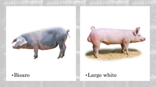 Large white
Bisaro
 