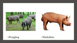 Fengjing Yorkshire
 