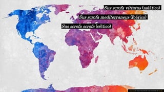 Esta Foto de Autor desconhecido está licenciada sob CC BY.
Sus scrofa vittatus (asiático)
Sus scrofa scrofa (céltico)
Sus scrofa mediterraneus (ibérico)
 