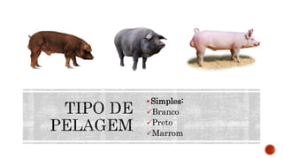 Simples:
Branco
Preto
Marrom
 