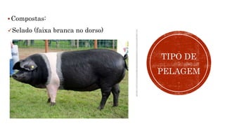 Compostas:
Selado (faixa branca no dorso)
TIPO DE
PELAGEM
 