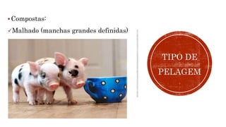 Compostas:
Malhado (manchas grandes definidas)
TIPO DE
PELAGEM
 