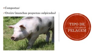 Compostas:
Oveiro (manchas pequenas salpicadas)
TIPO DE
PELAGEM
 