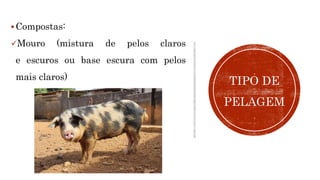 Compostas:
Mouro (mistura de pelos claros
e escuros ou base escura com pelos
mais claros)
TIPO DE
PELAGEM
 