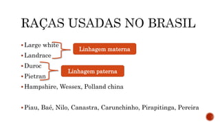  Large white
 Landrace
 Duroc
 Pietran
 Hampshire, Wessex, Polland china
 Piau, Baé, Nilo, Canastra, Carunchinho, Pirapitinga, Pereira
Linhagem materna
Linhagem paterna
 