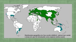 Distribuição geográfica do Sus scrofa (JAVALI)ː nativos (em verde)
e áreas em que foi introduzido como espécie exótica (azul).
 