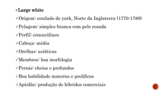  Large white
Origem: condado de york, Norte da Inglaterra (1770-1780)
Pelagem: simples branca com pele rosada
Perfil: concavilíneo
Cabeça: média
Orelhas: asiáticas
Membros: boa morfologia
Pernis: cheios e profundos
Boa habilidade materna e prolíficos
Aptidão: produção de híbridos comerciais
 