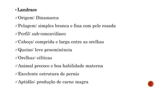  Landrace
Origem: Dinamarca
Pelagem: simples branca e fina com pele rosada
Perfil: sub-concavilíneo
Cabeça: comprida e larga entre as orelhas
Queixo: leve proeminência
Orelhas: célticas
Animal precoce e boa habilidade materna
Excelente estrutura de pernis
Aptidão: produção de carne magra
 