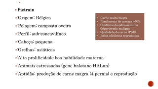  Pietrain
Origem: Bélgica
Pelagem: composta oveiro
Perfil: sub-concavilíneo
Cabeça: pequena
Orelhas: asiáticas
Alta prolificidade boa habilidade materna
Animais estressados (gene halotano HALnn)
Aptidão: produção de carne magra (4 pernis) e reprodução
• Carne muito magra
• Rendimento de carcaça >60%
• Síndrome do estresse suíno
(hipertermia maligna
• Qualidade da carne (PSE)
• Baixa eficiência reprodutiva
 
